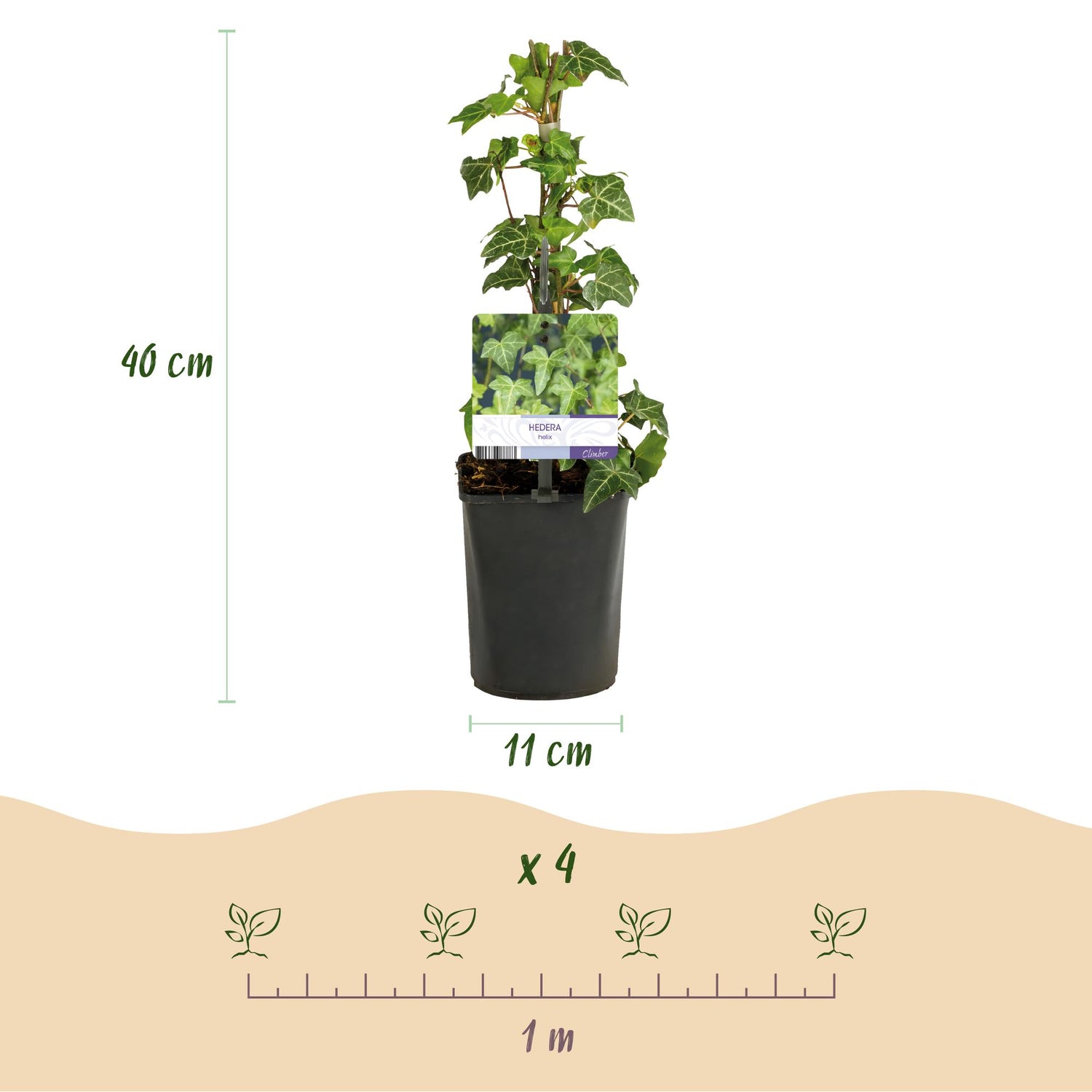 Kletterpflanzen-Mix | Clematis, Efeu, Geißblatt &amp; Trompetenblume – Farbenprächtige Kletterpflanzen für Garten &amp; Terrasse