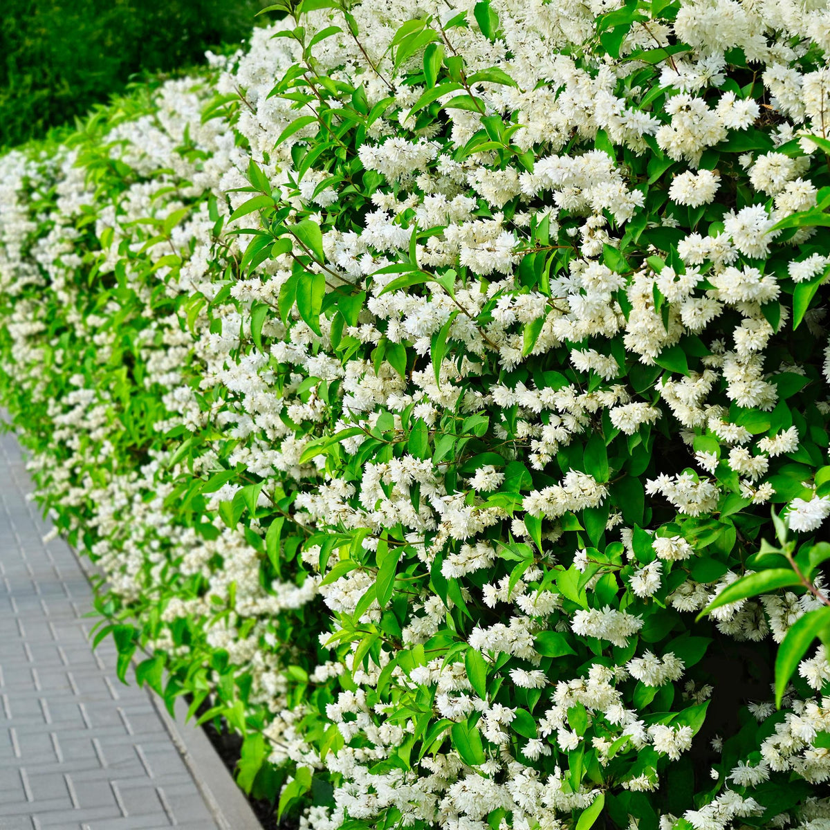 Everspring Bauernjasmin Philadelphus Snowbelle mit weißen Blüten, laubabwerfend, Topf, ca. 45cm hoch, pflegeleicht, im Garten.