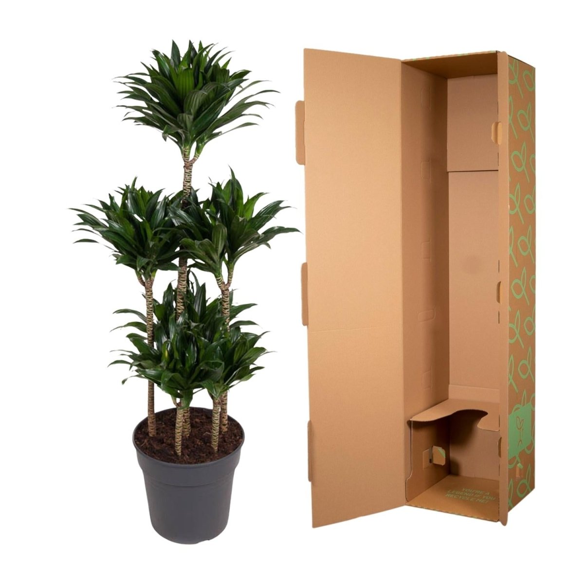 Dracaena Compacta – Pflegeleichte Zimmerpflanze für dein Zuhause - Wurzelwerk Design