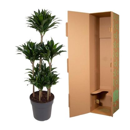 Dracaena Compacta – Pflegeleichte Zimmerpflanze für dein Zuhause - Wurzelwerk Design
