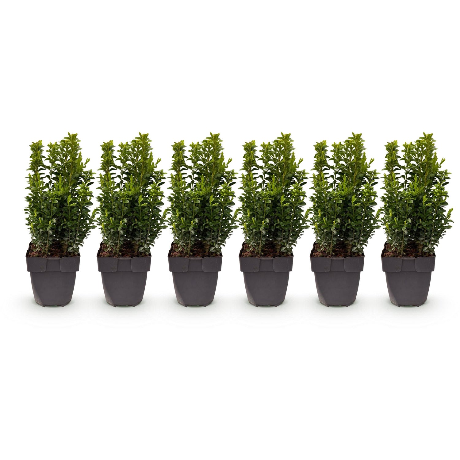 Buchsbaum – Buxus sempervirens online kaufen | 6 Pflanzen für 1 m Hecke, immergrün &amp; formschnittfest – Wurzelwerk Design