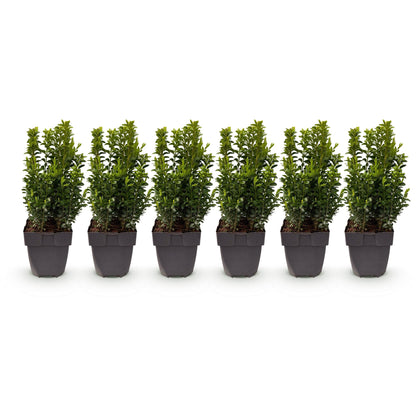 Buchsbaum – Buxus sempervirens online kaufen | 6 Pflanzen für 1 m Hecke, immergrün &amp; formschnittfest – Wurzelwerk Design