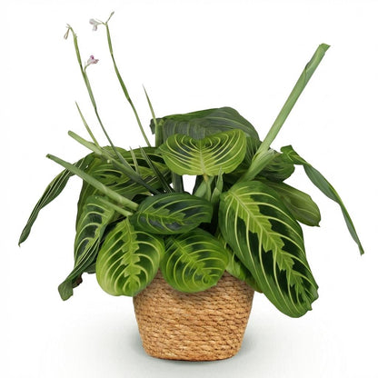 Maranta Lemon Lime kaufen | Gebetspflanze – Topf Ø 12 cm, Höhe 25 cm - Wurzelwerk Design