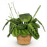 Maranta Lemon Lime kaufen | Gebetspflanze – Topf Ø 12 cm, Höhe 25 cm - Wurzelwerk Design