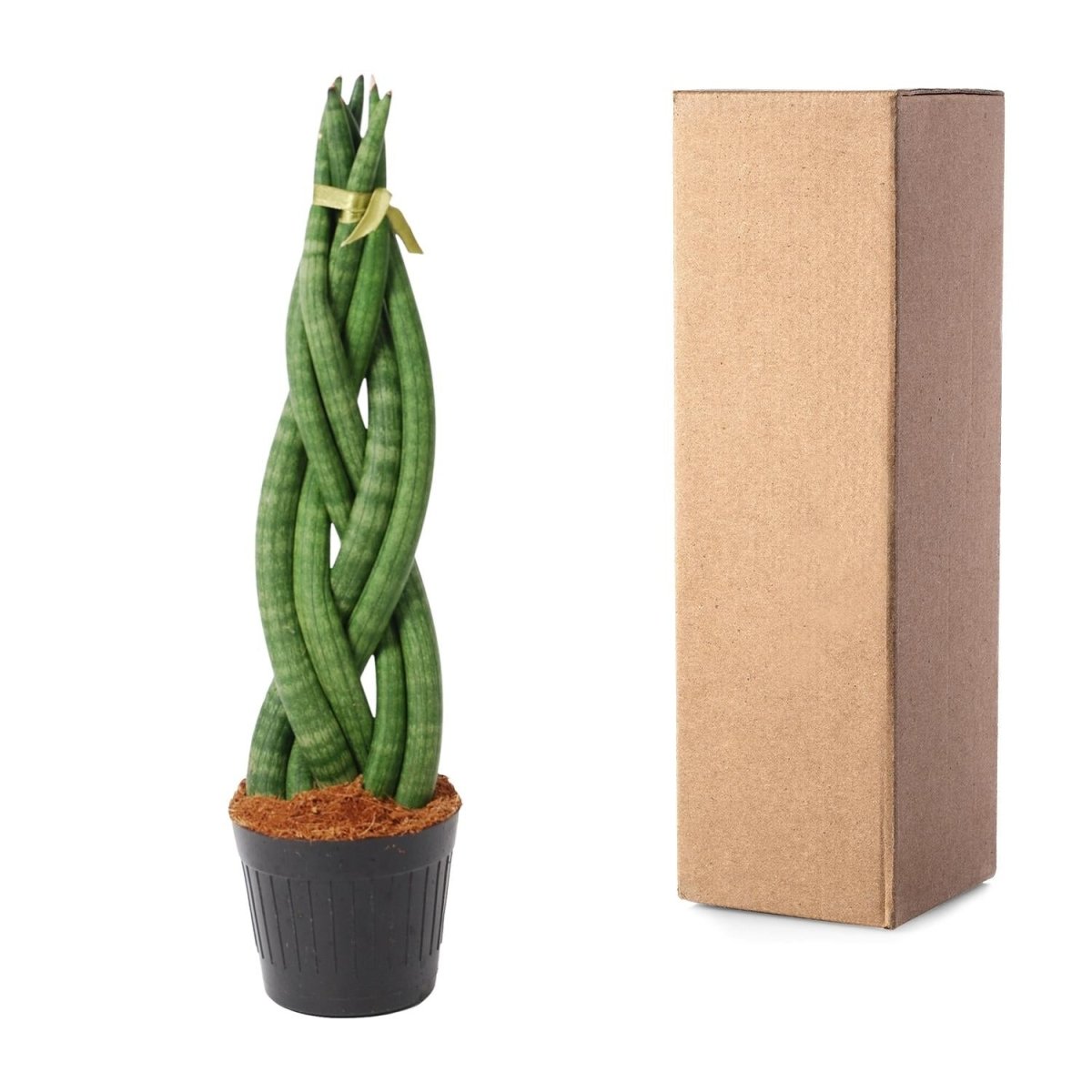 Sansevieria cylindrica ‘Twist’ – 40 cm Spiralen‑Bogenhanf - Wurzelwerk Design