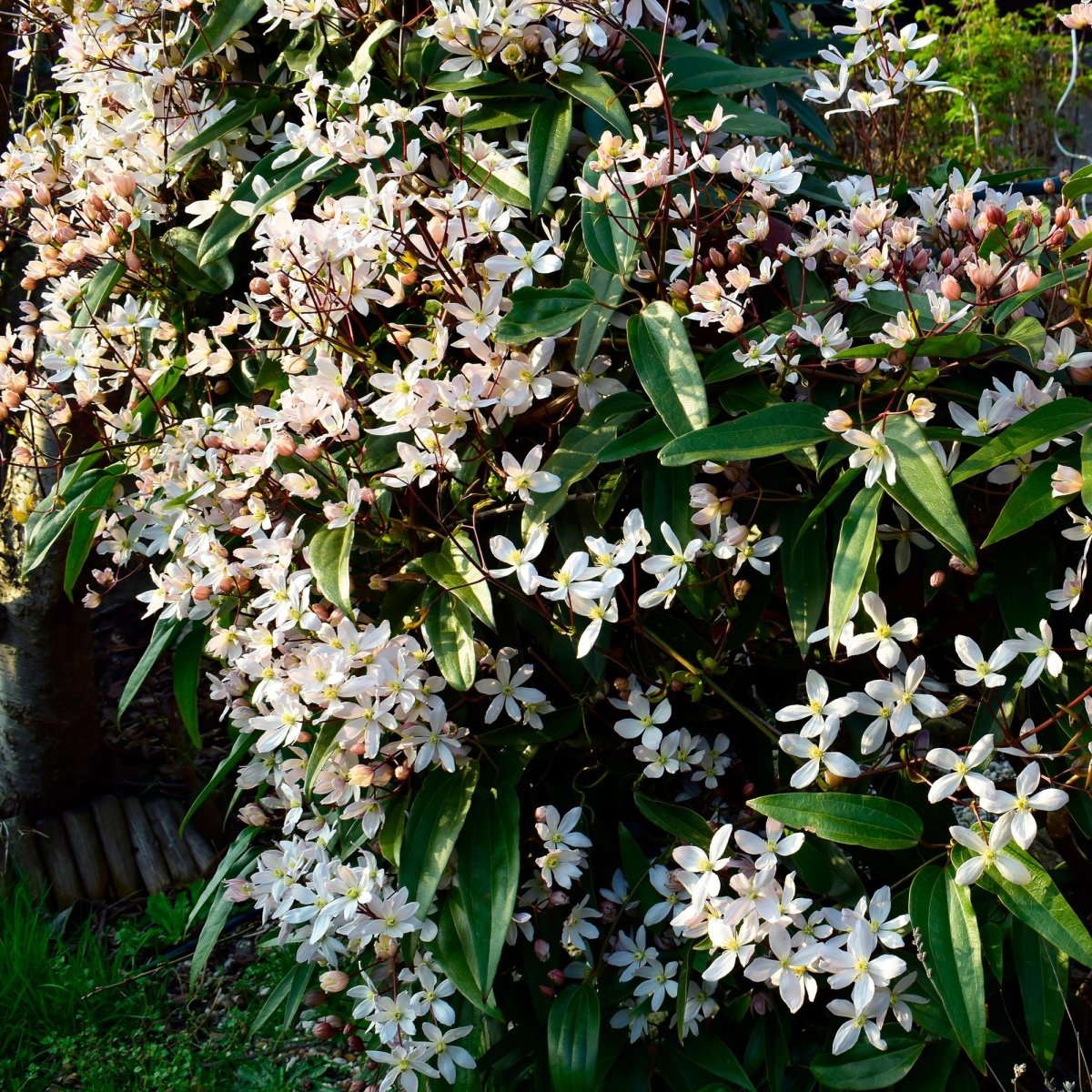 Clematis armandii | Immergrüne Clematis mit duftenden Frühlingsblüten - Wurzelwerk Design