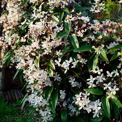 Clematis armandii | Immergrüne Clematis mit duftenden Frühlingsblüten - Wurzelwerk Design