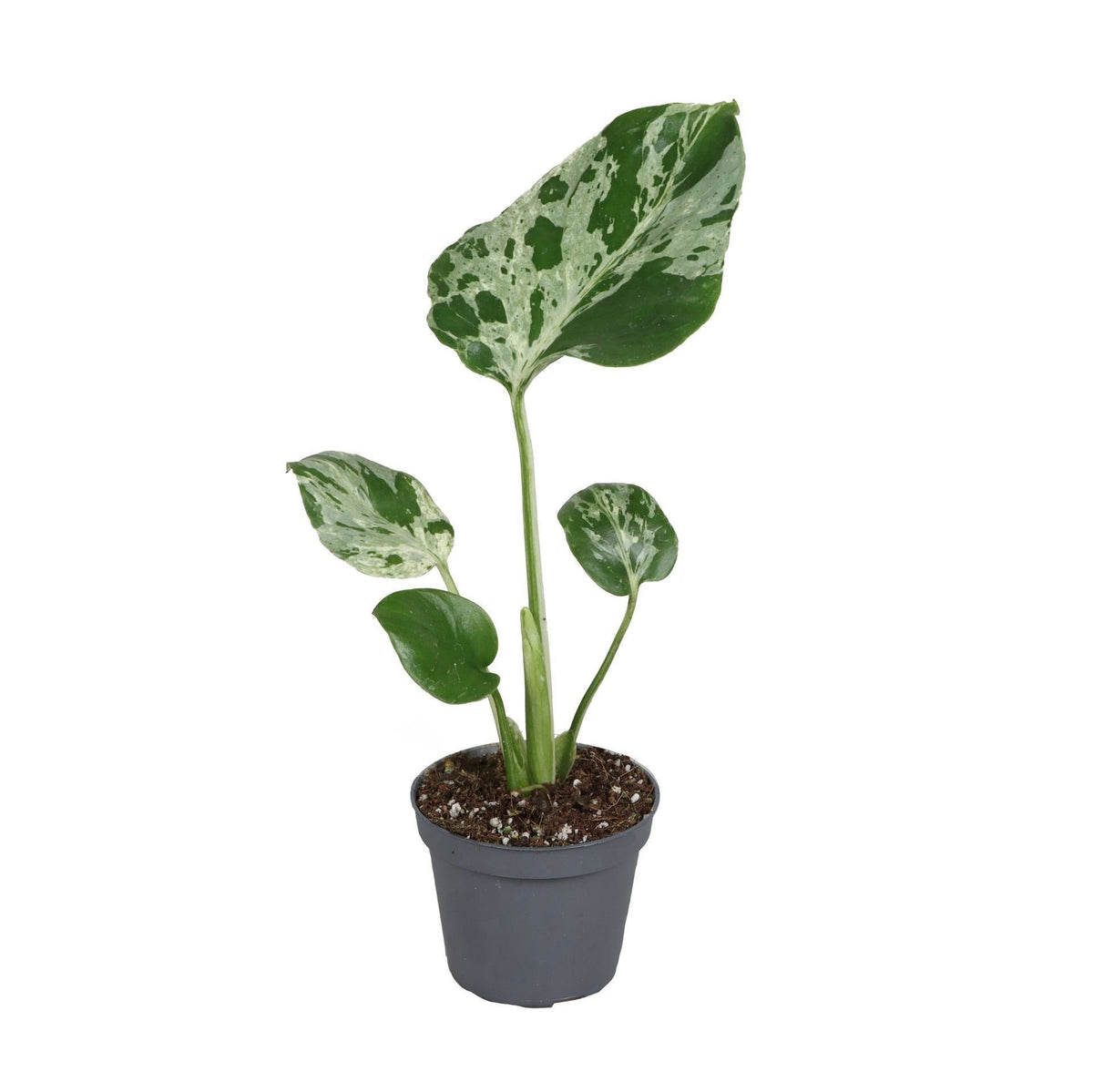 Monstera &