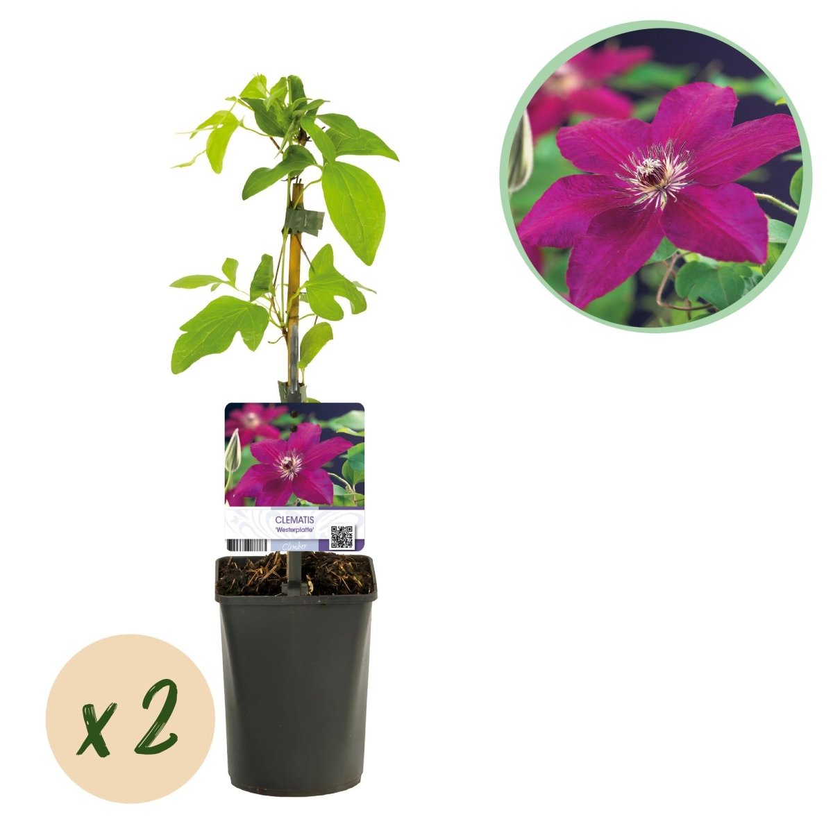 Clematis &
