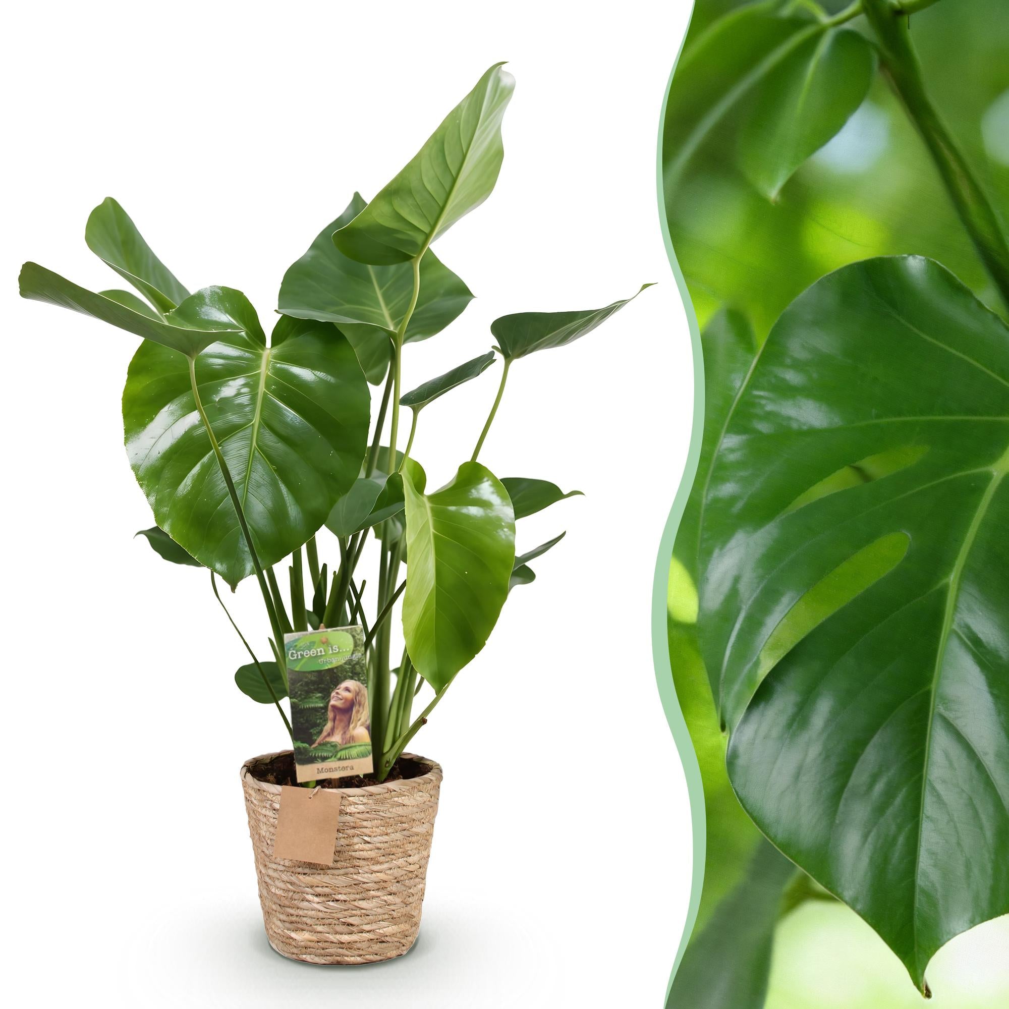 Everspring Monstera Deliciosa in Korb, Lochpflanze, verschiedene Größen, grüne Blätter, Zimmerpflanze, dekorativ