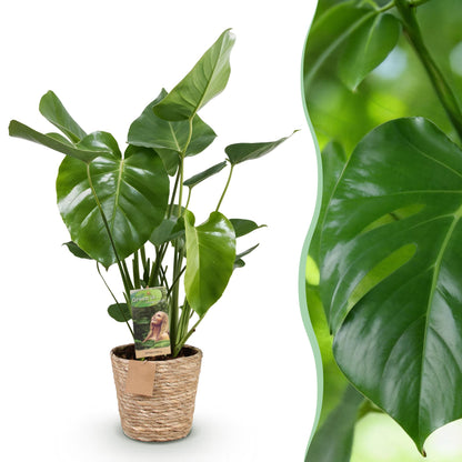 Everspring Monstera Deliciosa in Korb, Lochpflanze, verschiedene Größen, grüne Blätter, Zimmerpflanze, dekorativ