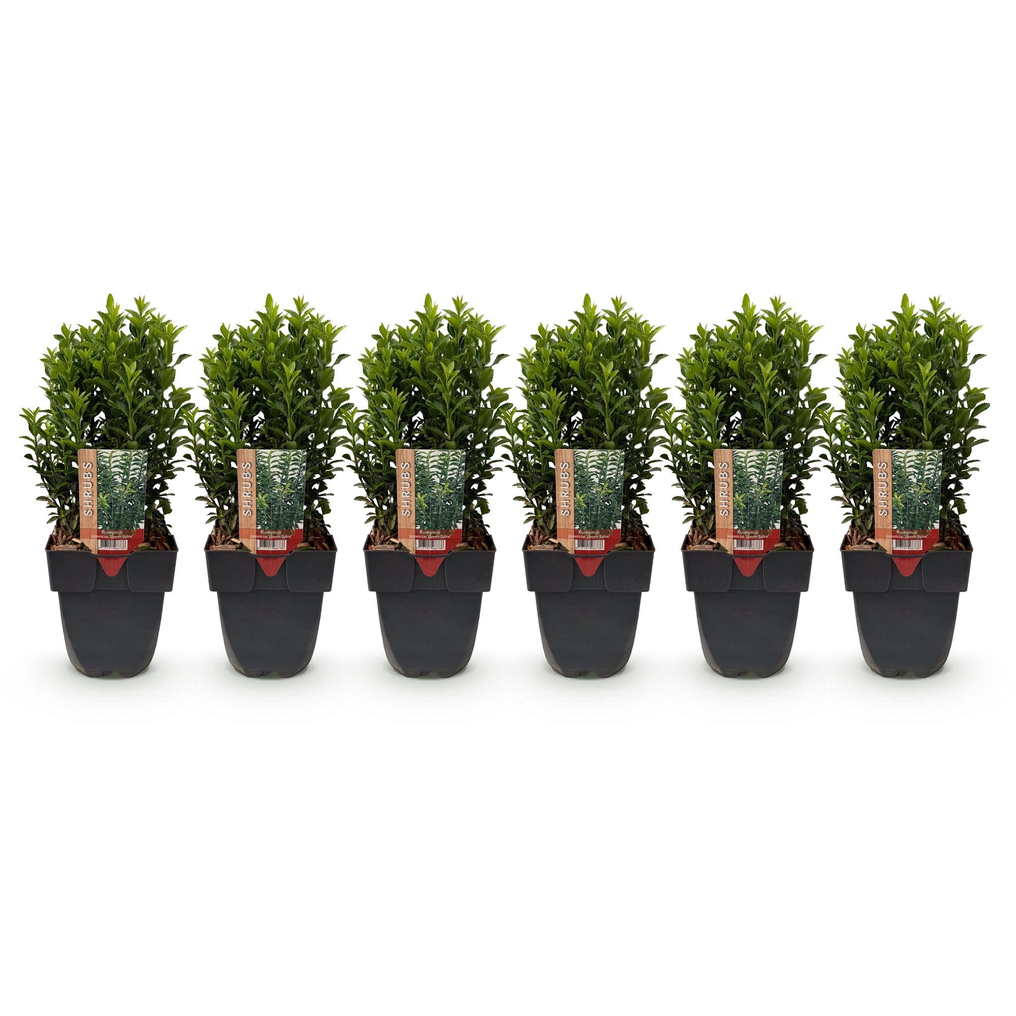Spindelstrauch Green Spire – Euonymus japonicus online kaufen | 6 Pflanzen für 1 m Hecke, immergrün &amp; schmal – Wurzelwerk Design