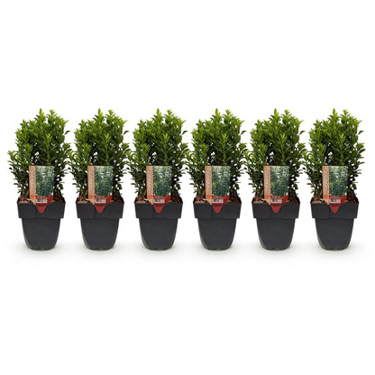 Spindelstrauch Green Spire – Euonymus japonicus online kaufen | 6 Pflanzen für 1 m Hecke, immergrün &amp; schmal – Wurzelwerk Design