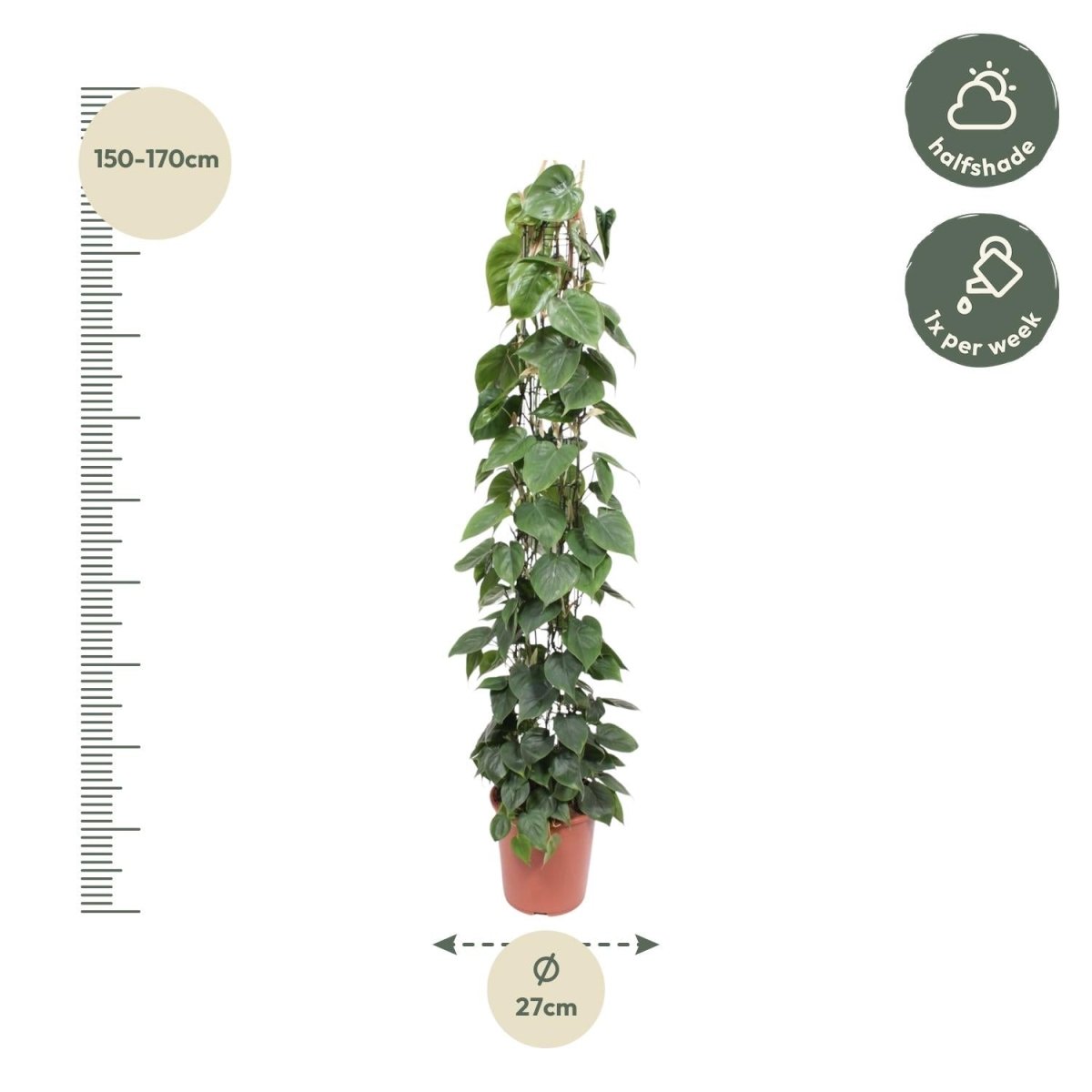 Philodendron scandens | Herzblatt - Philodendron – Pflegeleichte Kletter - &amp; Hängepflanze - Wurzelwerk Design
