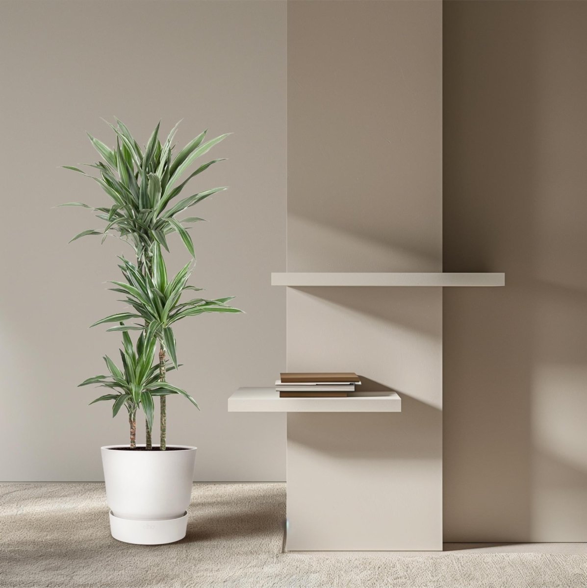 Drachenbaum Dracaena Warneckei | Pflegeleichte Zimmerpflanze – Luftreinigend &amp; dekorativ - Wurzelwerk Design