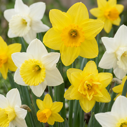 Botanische Narzissen Mischung – Narcissus online kaufen | 40 bis 160 Blumenzwiebeln, zierlich &amp; stark verwildernd – Wurzelwerk Design