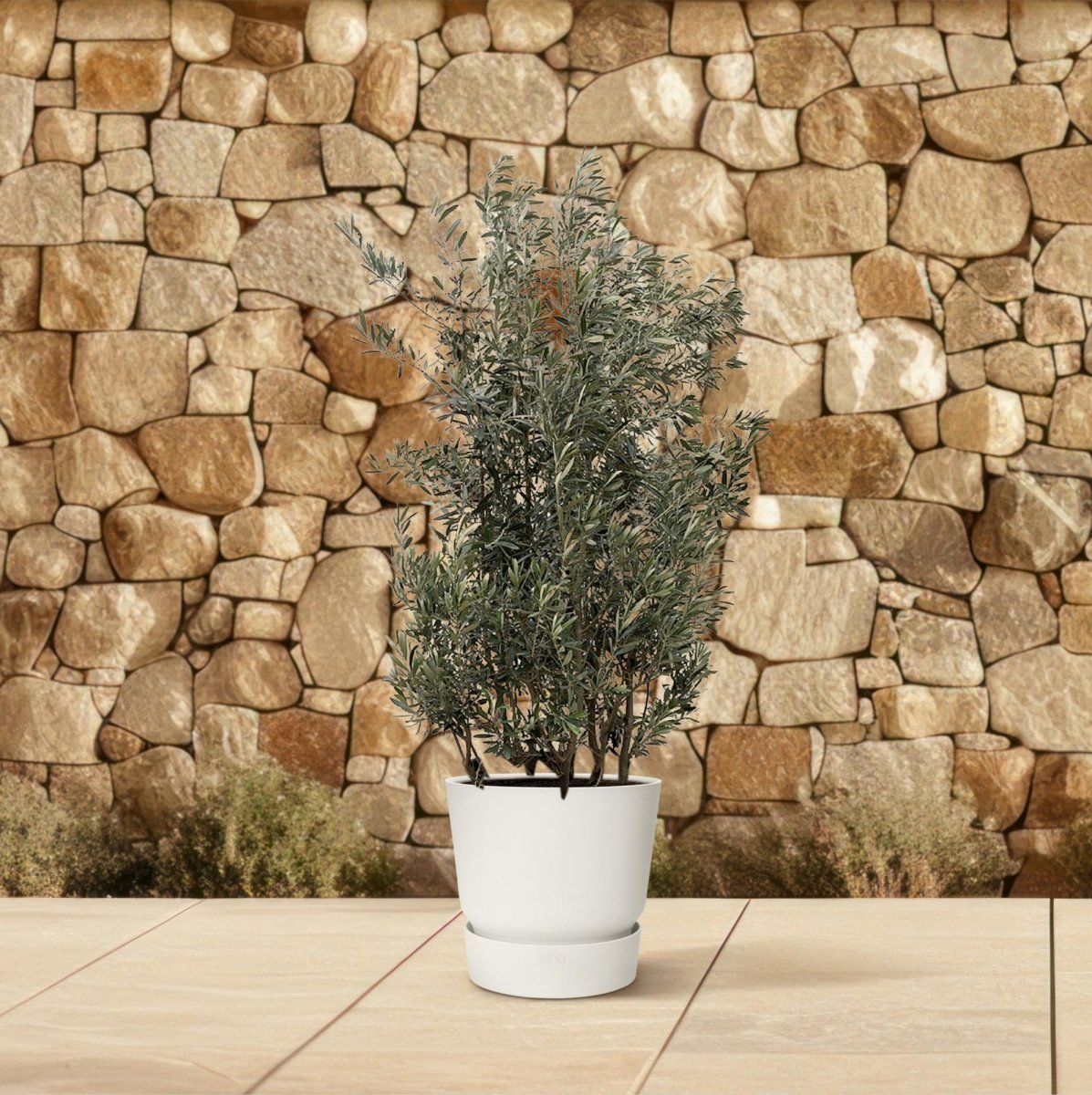 Olivenbaum kaufen – Olea europaea ‚Lorc&