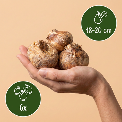 Kaiserkrone Mischung – Fritillaria imperialis online kaufen | 6 bis 24 Blumenzwiebeln, imposant &amp; aufrecht – Wurzelwerk Design