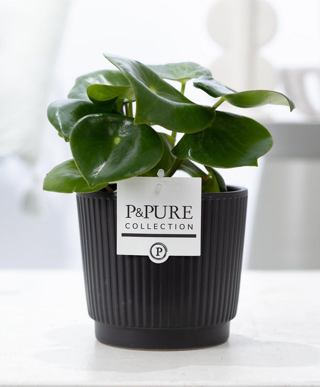 Everspring Peperomia Raindrop Pflanze in P&amp;PURE Liv Ceramics Matt Black Topf, Ø12cm, Höhe 25cm, grüne Pflanze mit tropfenförmigen Blättern