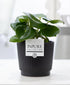 Everspring Peperomia Raindrop Pflanze in P&PURE Liv Ceramics Matt Black Topf, Ø12cm, Höhe 25cm, grüne Pflanze mit tropfenförmigen Blättern