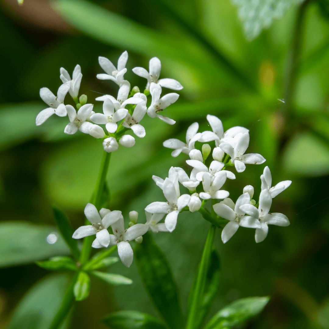 Everspring Galium odoratum, 6 Pflanzen, Höhe 10-25cm, Durchmesser 9cm, frisches grünes Blattwerk, Nahaufnahme