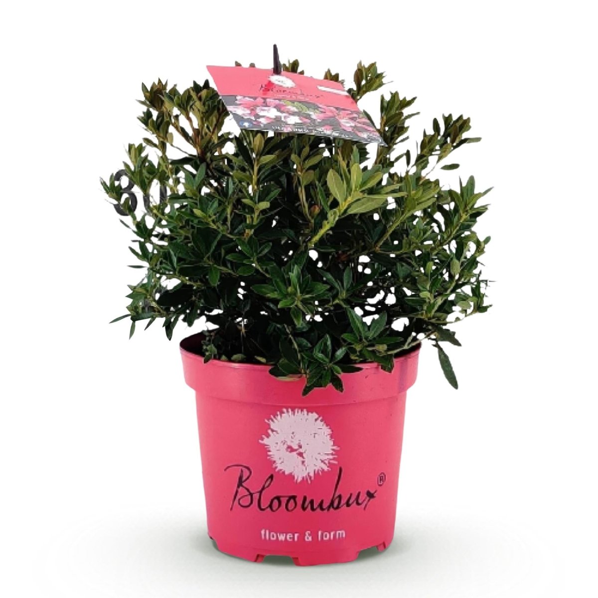 Rhododendron Bloombux Magenta kaufen | Topf Ø 17 cm, Höhe 30–40 cm - Wurzelwerk Design