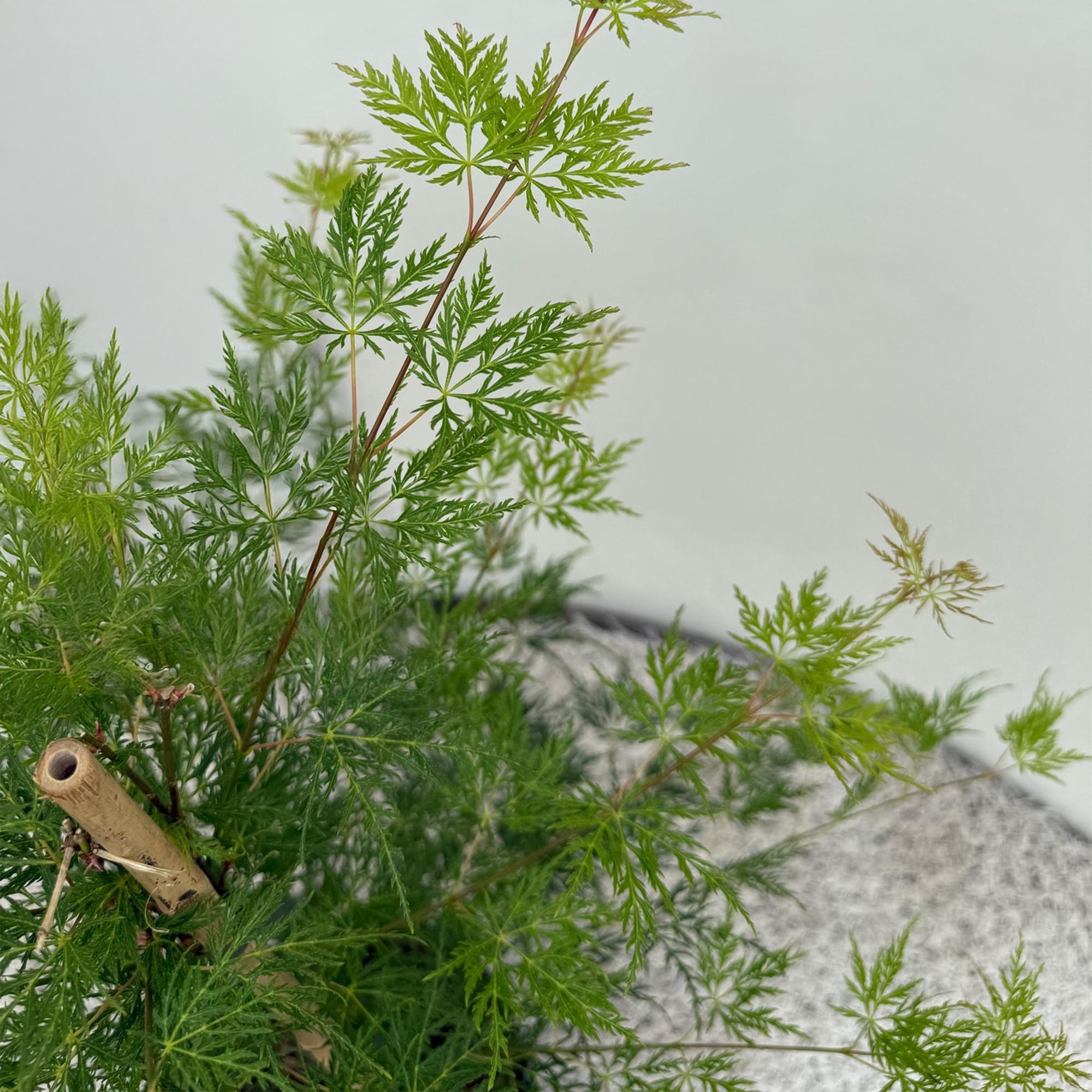 Japanischer Ahorn Acer palmatum Emerald Lace in Topf, grüne Blätter, laubabwerfend, Höhe 70cm, 19cm Topf, Everspring.