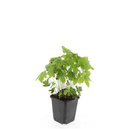 24x Storchschnabel nodosum - Höhe 10 - 25 cm - Ø 9 cm - Wurzelwerk Design