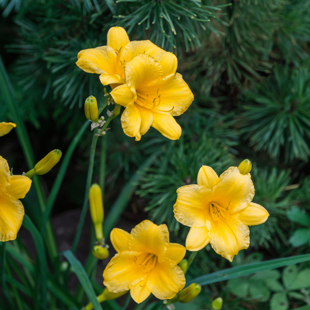 Sechs Hemerocallis &