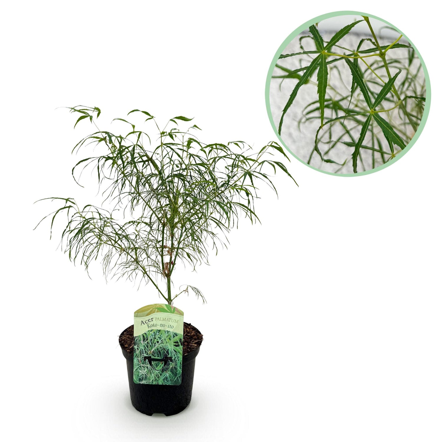Grüner japanischer Ahorn Acer palmatum Koto-no-ito in Topf, Balkonpflanze, laubabwerfend, Höhe 70cm, Everspring.