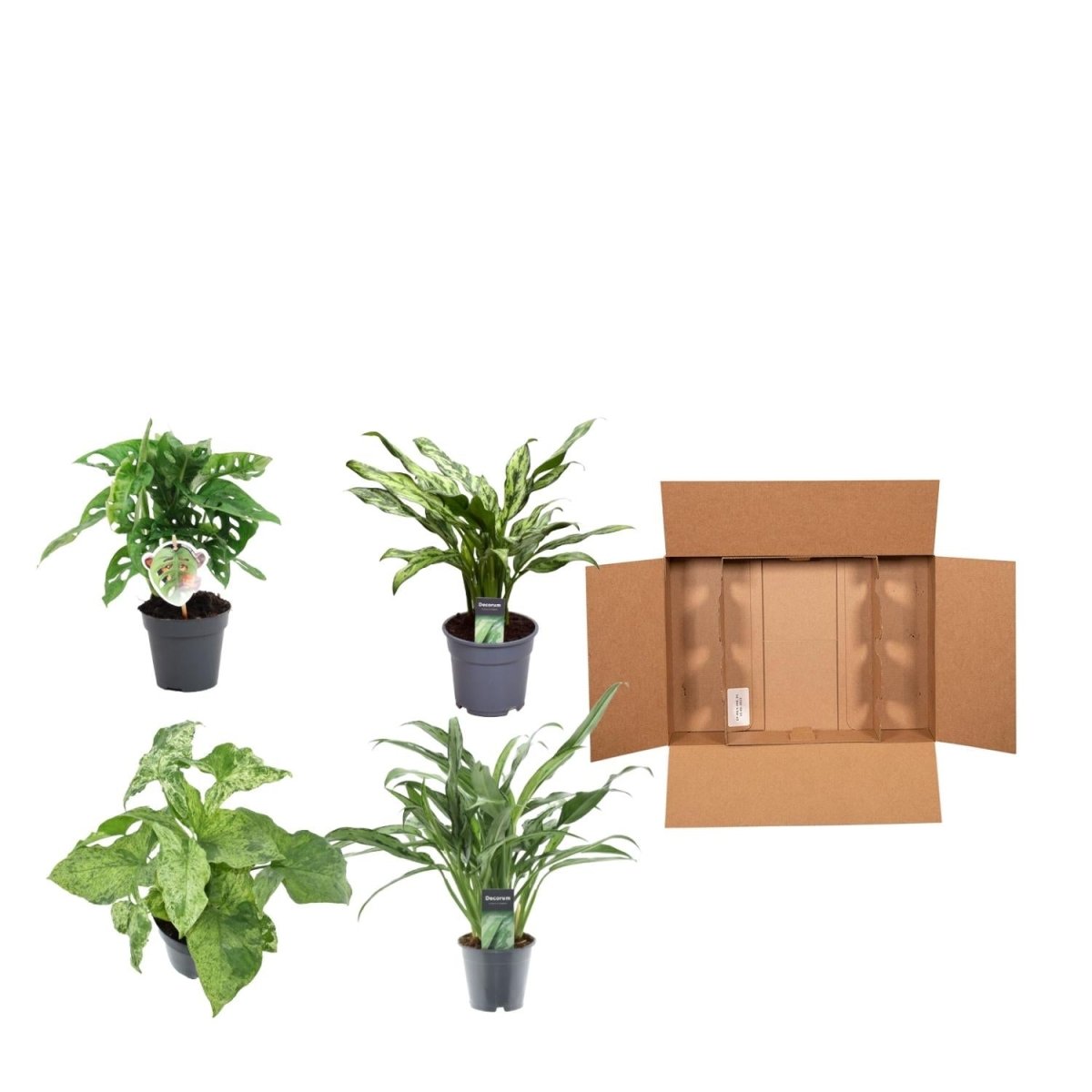 Pflanzenmix 4er - Set – Monstera, Aglaonema &amp; Syngonium - Wurzelwerk Design