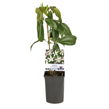 Clematis armandii &