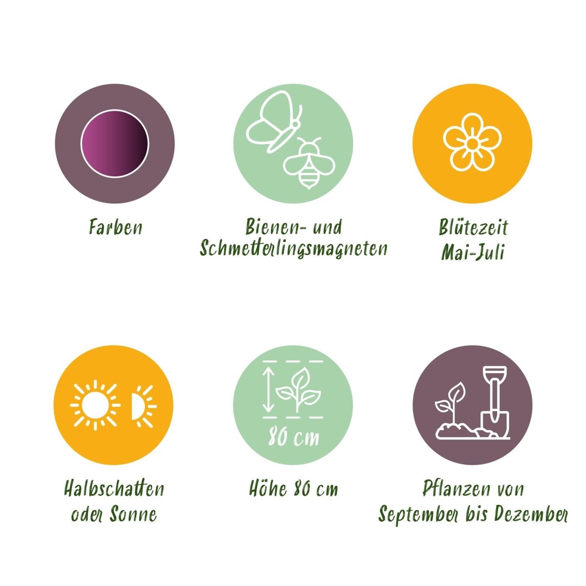 Allium Miami Blumenzwiebeln | 15 Stück Lila – Zwiebelgröße 10/11 – XXL Pack - Wurzelwerk Design