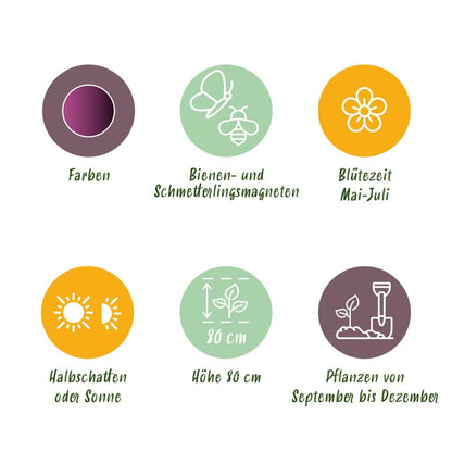 Allium Miami Blumenzwiebeln | 15 Stück Lila – Zwiebelgröße 10/11 – XXL Pack - Wurzelwerk Design