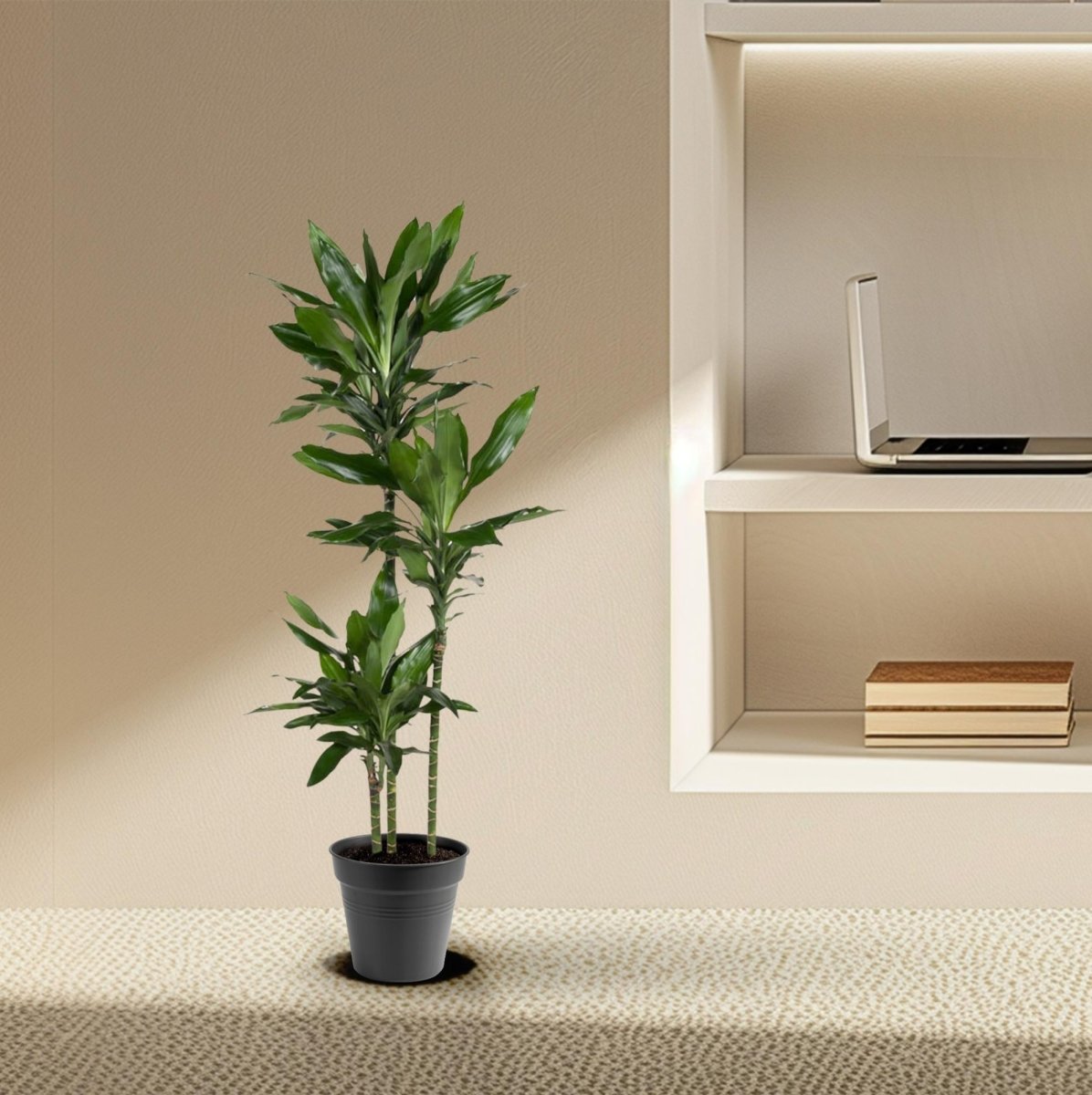 Dracaena Janet Lind – Elegante &amp; pflegeleichte Zimmerpflanze - Wurzelwerk Design