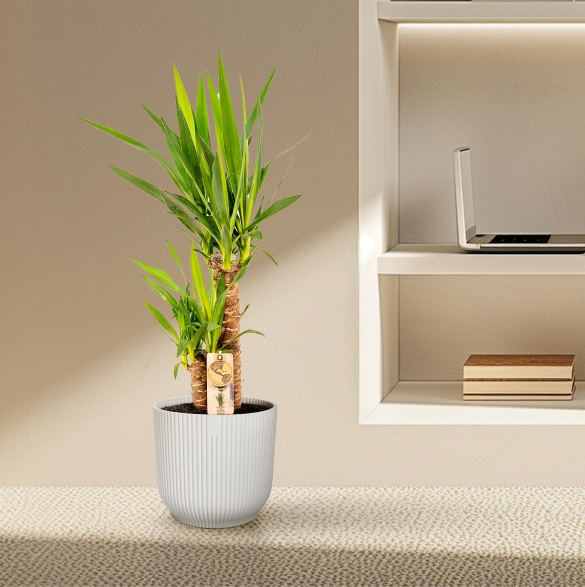 Yucca Elephantipes – Spineless Yucca für Zuhause &amp; Garten - Wurzelwerk Design