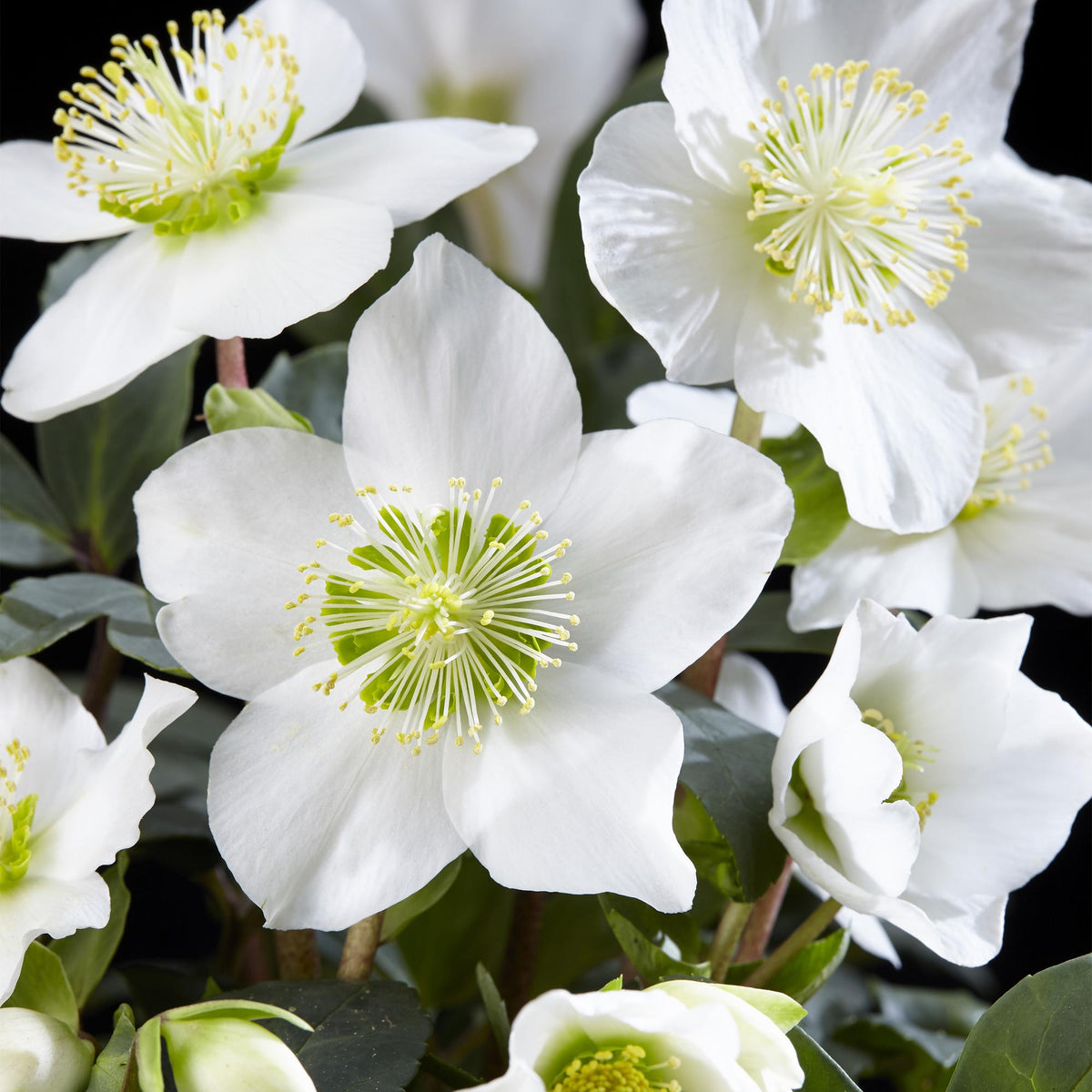 Christrose &