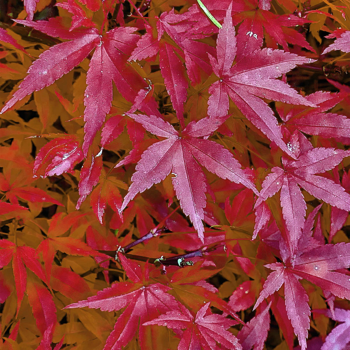 Zwei rosa Acer palmatum Pink Dwarf japanische Ahornpflanzen im Topf, laubabwerfend, Höhe 70 cm, Everspring, 19 cm Topf.