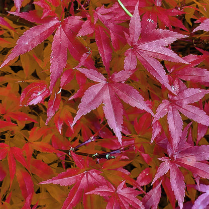 Zwei rosa Acer palmatum Pink Dwarf japanische Ahornpflanzen im Topf, laubabwerfend, Höhe 70 cm, Everspring, 19 cm Topf.