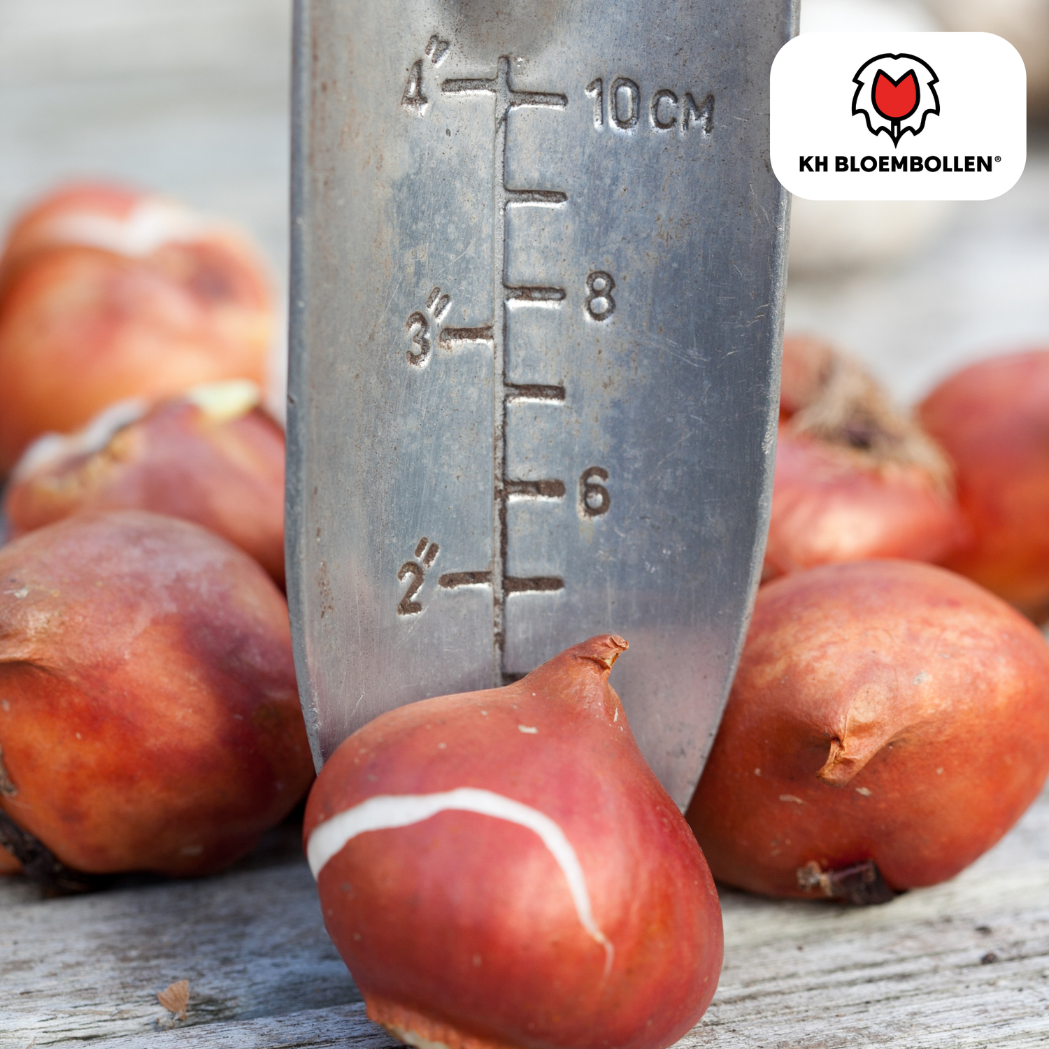 Sun Frillz Tulpen – 20 Zwiebeln | Gelbe Fransen-Tulpen
