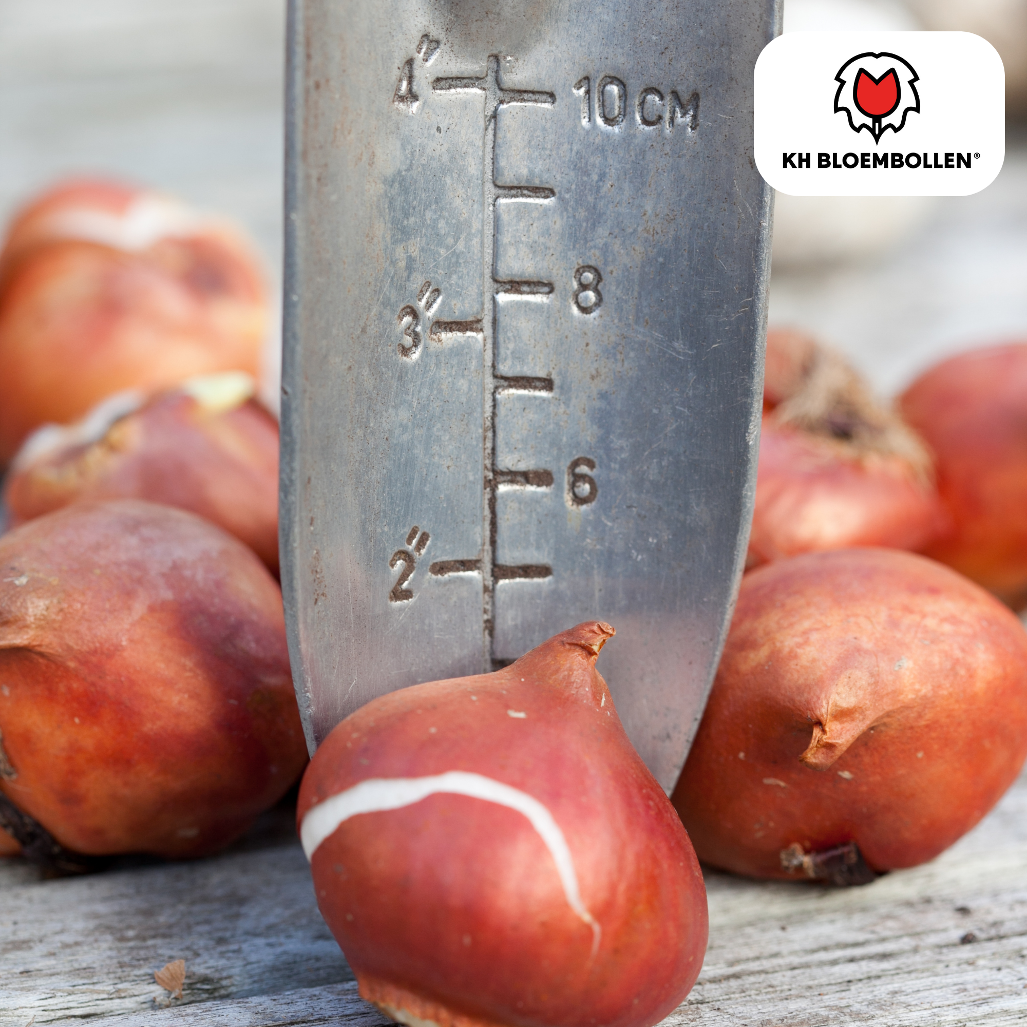 Sun Frillz Tulpen – 20 Zwiebeln | Gelbe Fransen-Tulpen