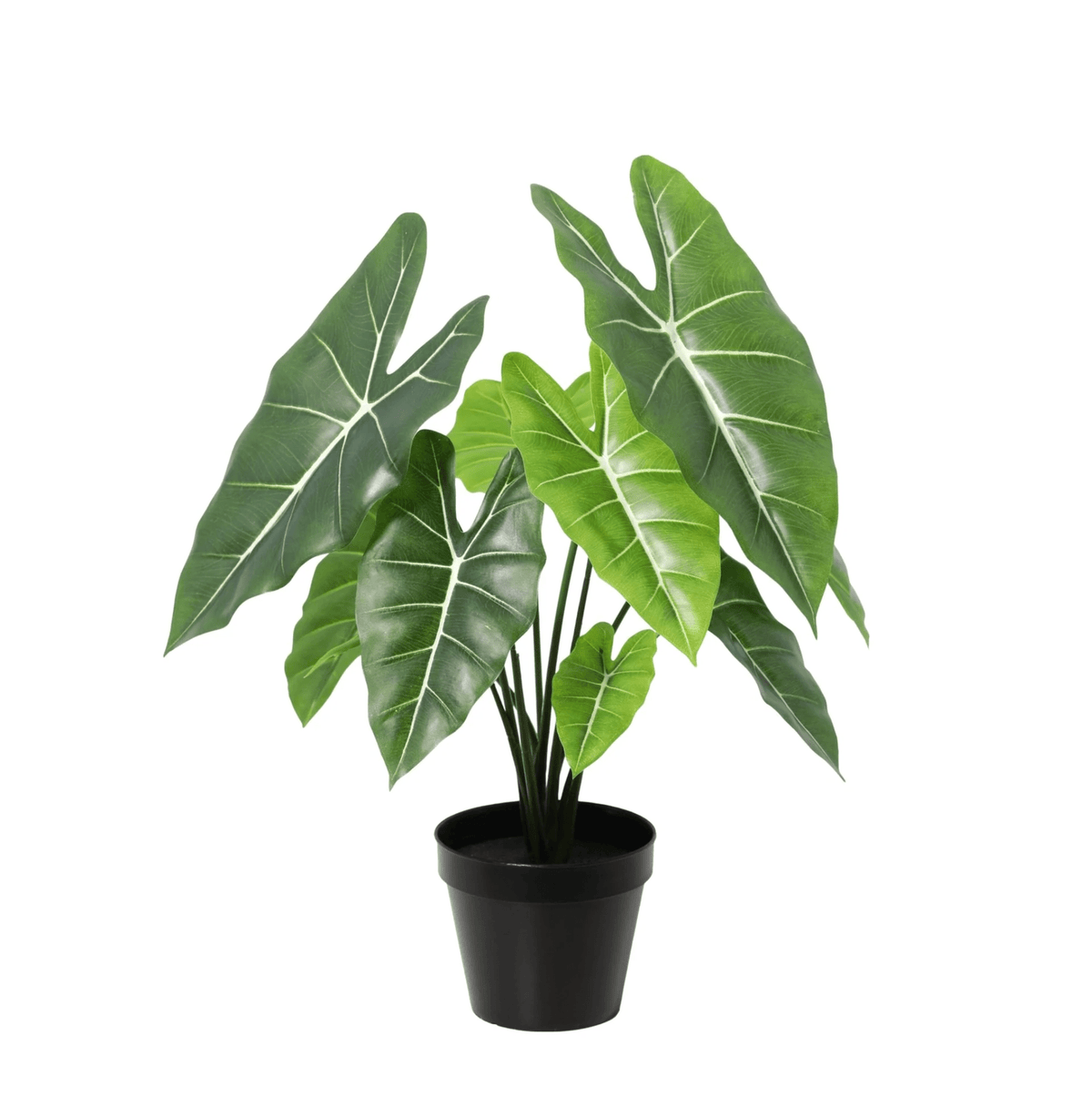 Künstliche Alocasia Polly Pflanze von Everspring, 40 cm hoch, mit großen grün-weißen Blättern, dekorativ für Zuhause oder Büro