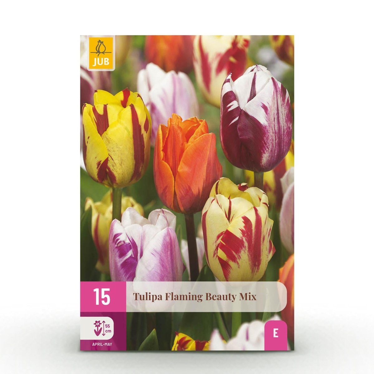 Blumenzwiebeln Tulp Flaming Beauty Mix | 15 Stück Bunte Farben – Zwiebelgröße 11/12 – XXL Pack - Wurzelwerk Design