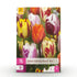 Blumenzwiebeln Tulp Flaming Beauty Mix | 15 Stück Bunte Farben – Zwiebelgröße 11/12 – XXL Pack - Wurzelwerk Design