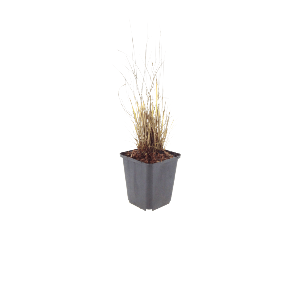 Sechs Everspring Calamagrostis brachytricha Pflanzen, ca. 10-25cm hoch, im Topf mit 9cm Durchmesser, für Garten und Balkon.