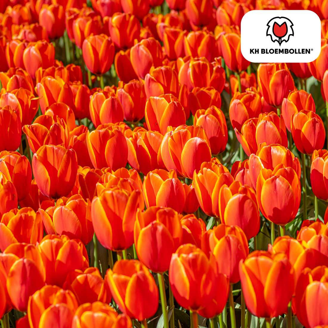Everspring Dafeng Tulpenzwiebeln, orange-rote gefranste Tulpen, 20er-Pack, frühlingshafte Pflanzenschönheit, Gartenpflanzen