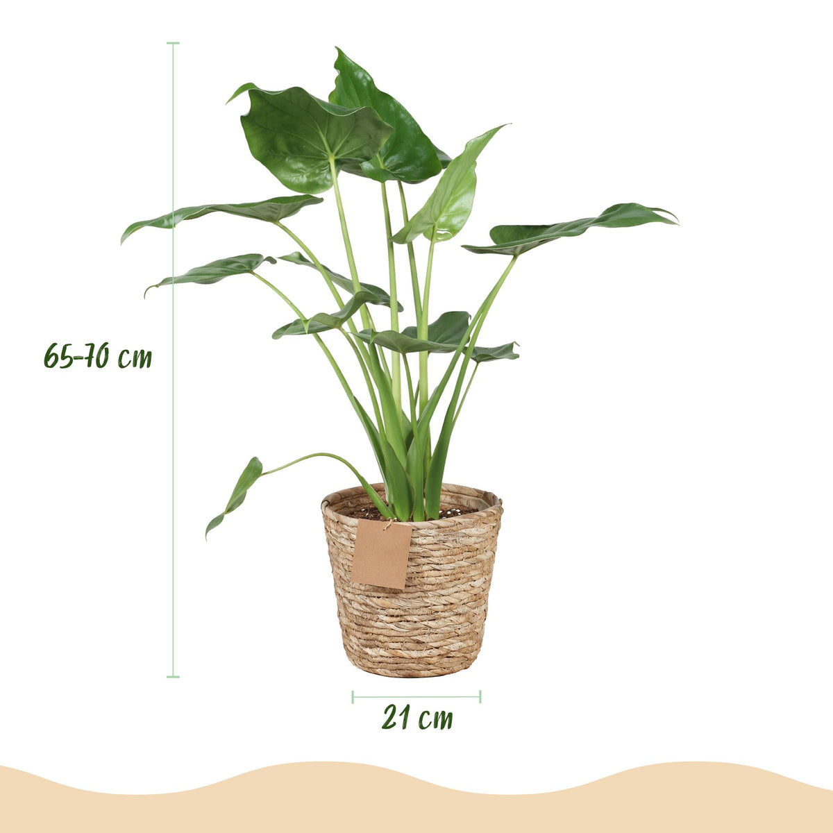 Everspring Alocasia Cucullata - Buddha-Hand Pflanze in Korb, Topf 21cm, Höhe 65-70cm, grüne Blätter, dekorative Zimmerpflanze