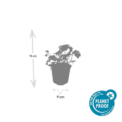 24x Geranium cantabrigiense ‘Cambridge’ – Duftender Bodendecker für sonnige &amp; halbschattige Lagen – Höhe 10–25 cm – Ø 9 cm