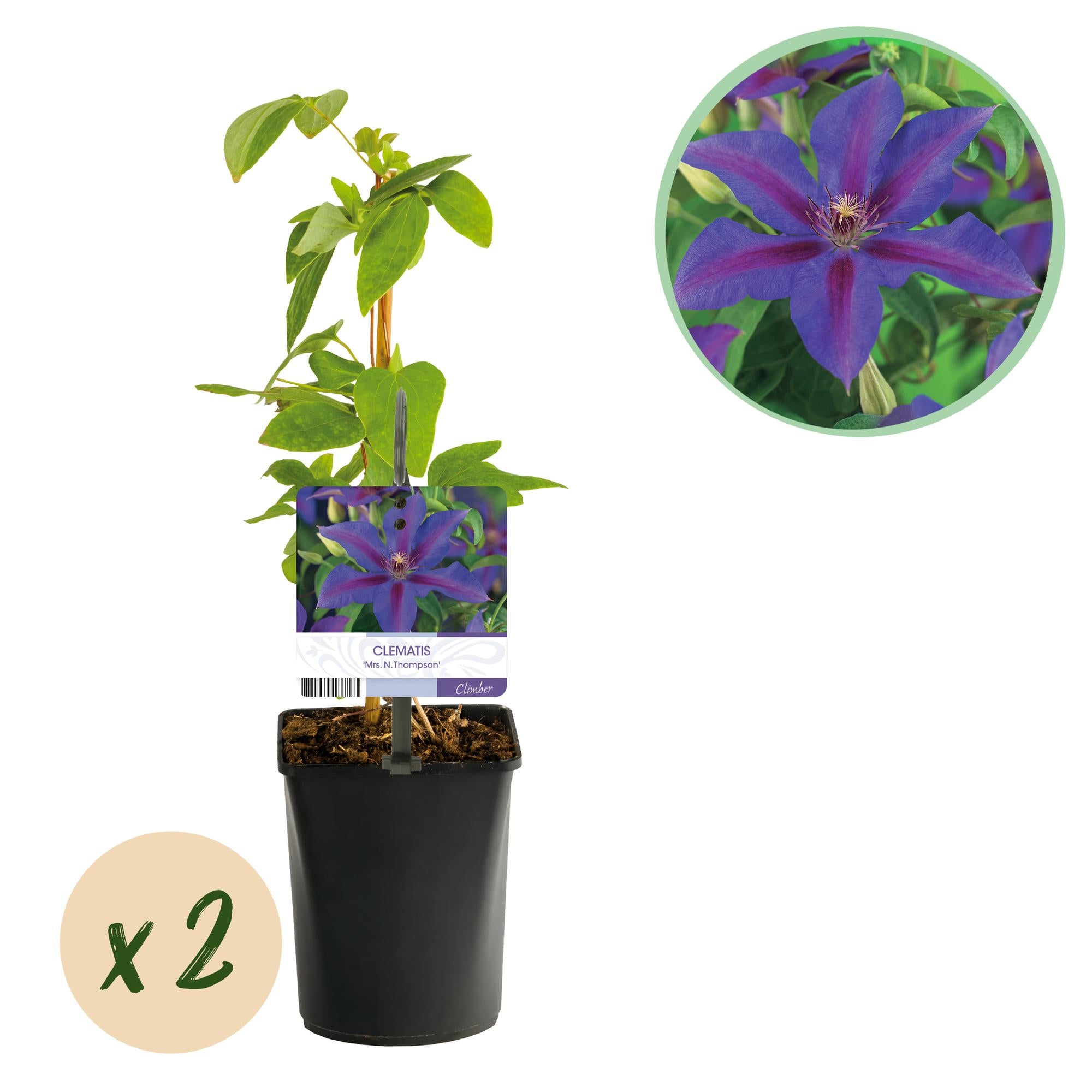 Zwei Clematis Mrs. N. Thompson Kletterpflanzen mit rosa Blüten, Topf 11cm, Höhe 40cm, wenig Pflege, von Everspring