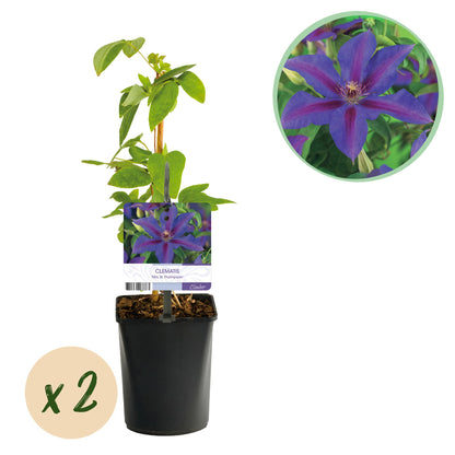Zwei Clematis Mrs. N. Thompson Kletterpflanzen mit rosa Blüten, Topf 11cm, Höhe 40cm, wenig Pflege, von Everspring